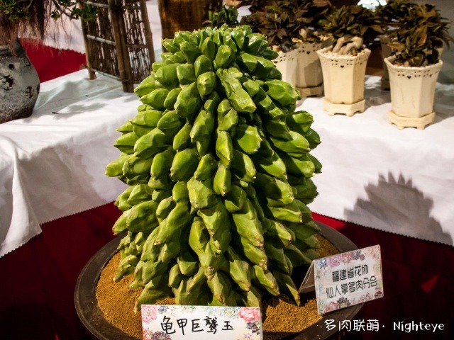 2018上海多肉展会里的多肉植物