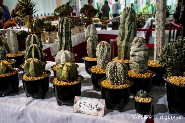 2018上海多肉展会里的多肉植物