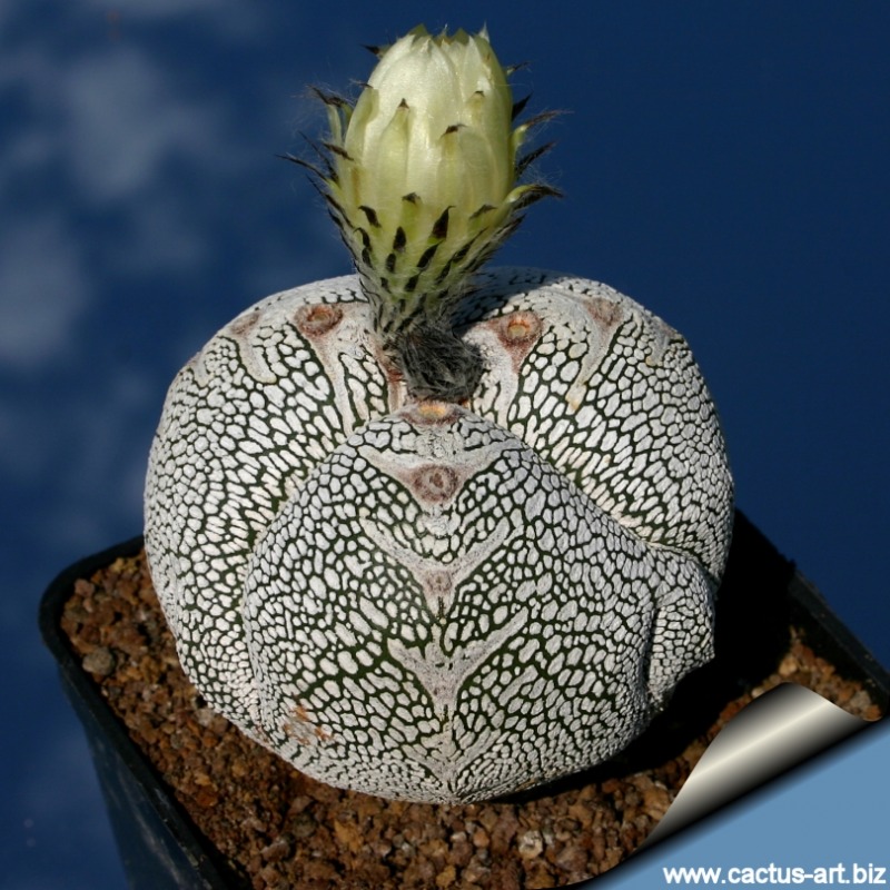 Astrophytum myriostigma cv. Onzuka tricostatum2