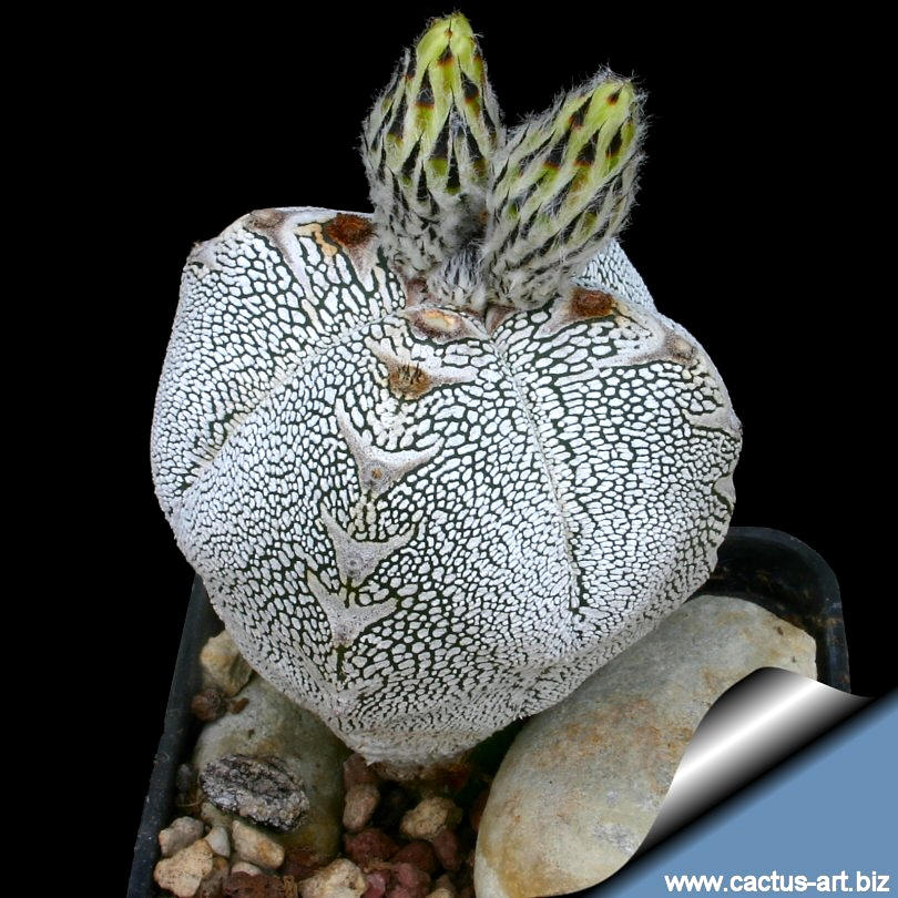 Astrophytum myriostigma cv. Onzuka f. quadricostatum