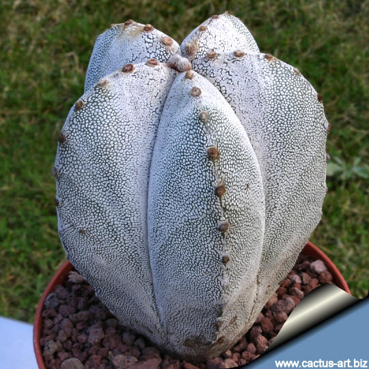 Astrophytum_onzuka_white_540