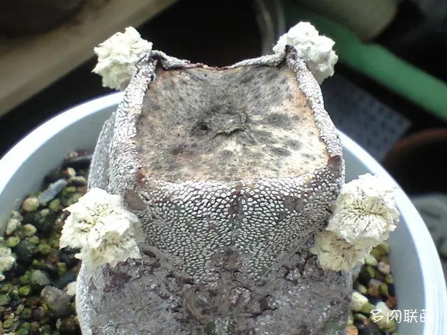 恩冢鸾凤玉 Astrophytum myriostigma 'Onzuka'