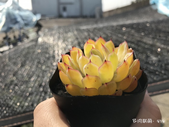 包邮区经历过梅雨和高温的多肉