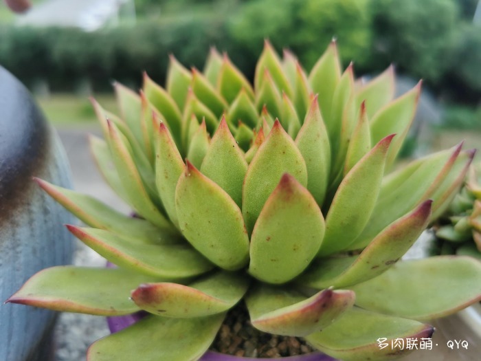 包邮区经历过梅雨和高温的多肉