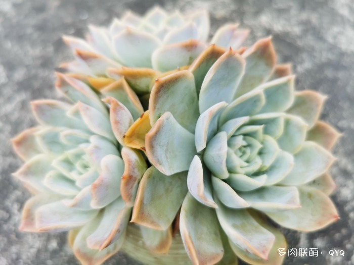 包邮区经历过梅雨和高温的多肉