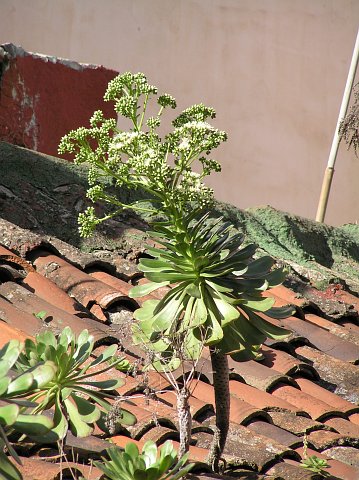 大叶莲花掌 Aeonium urbicum