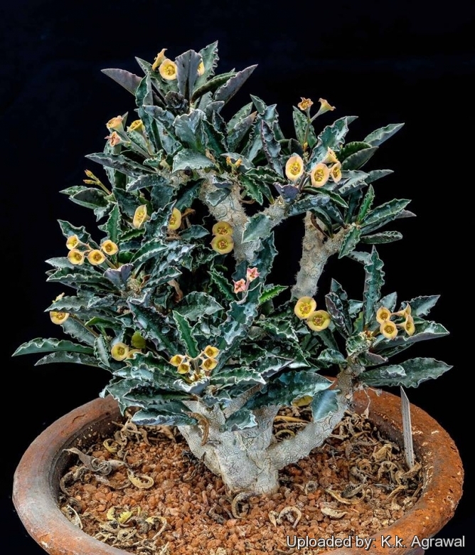 圣皱叶麒麟 Euphorbia decaryi var. capsaintemariensis