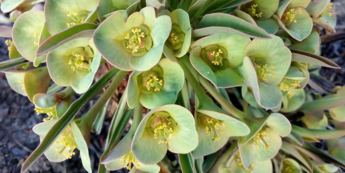 铁甲麒麟 Euphorbia bupleurifolia