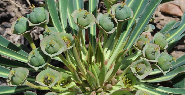 铁甲麒麟 Euphorbia bupleurifolia