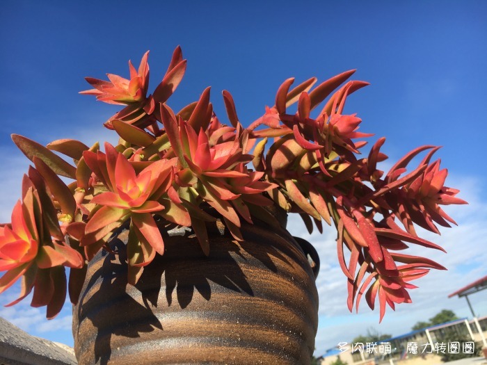 河北石家庄夏天后的多肉