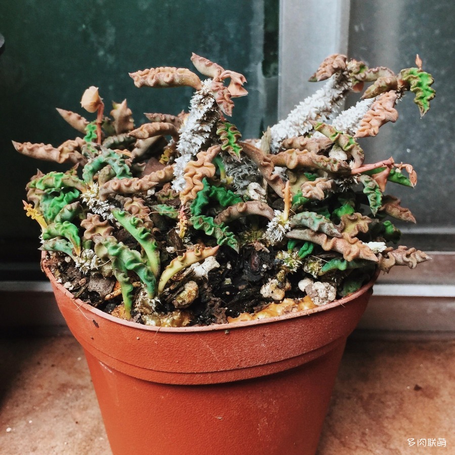 旋形皱叶麒麟 Euphorbia decaryi var. spirosticha