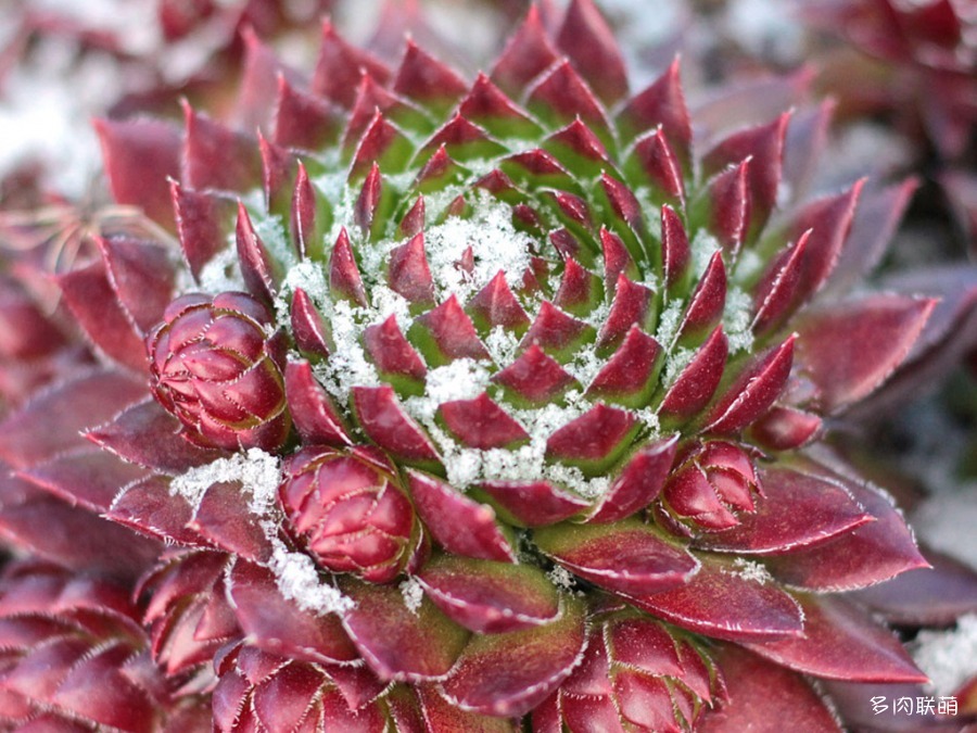 冰雪里的长生草