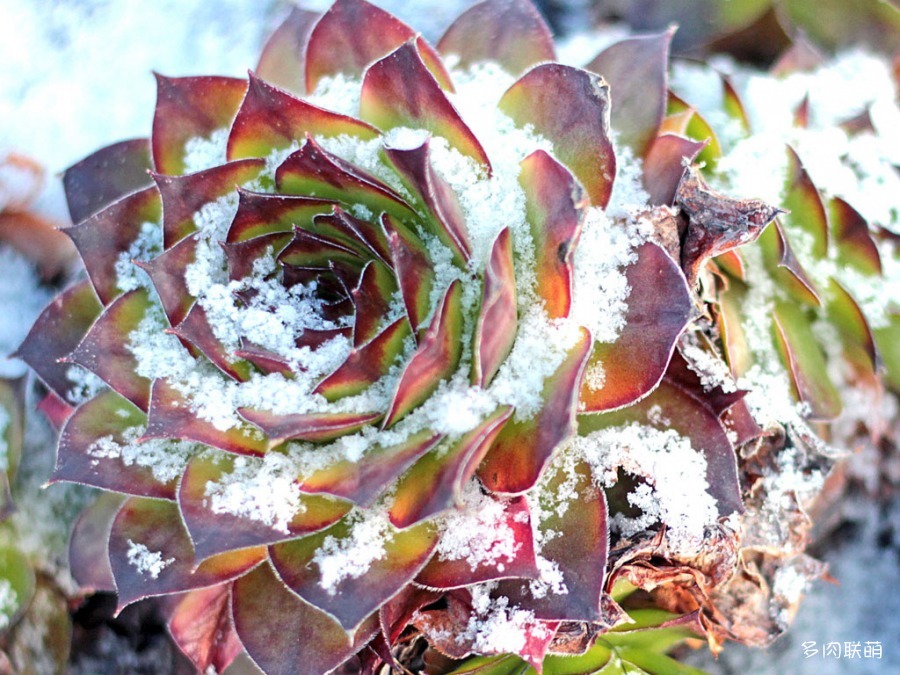 冰雪里的长生草