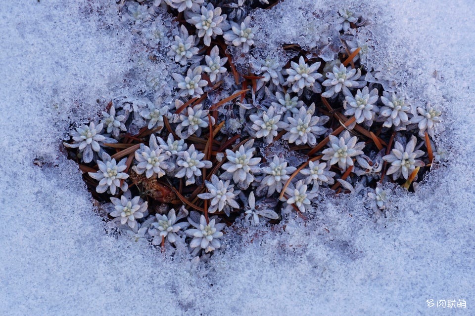 冰雪里的景天