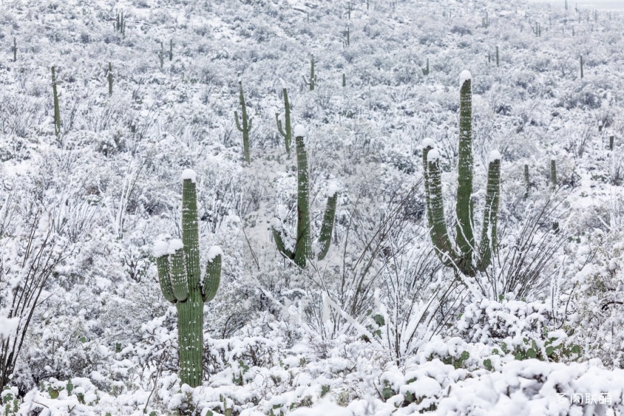 雪中仙人掌