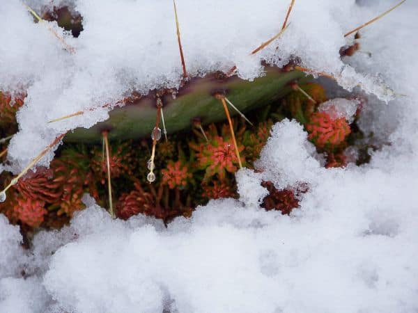 雪中仙人掌