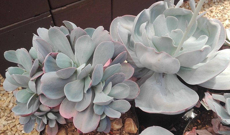 雪莲系 Echeveria 'Blue Dude'