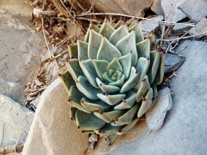 Echeveria cuspidata var. cuspidata