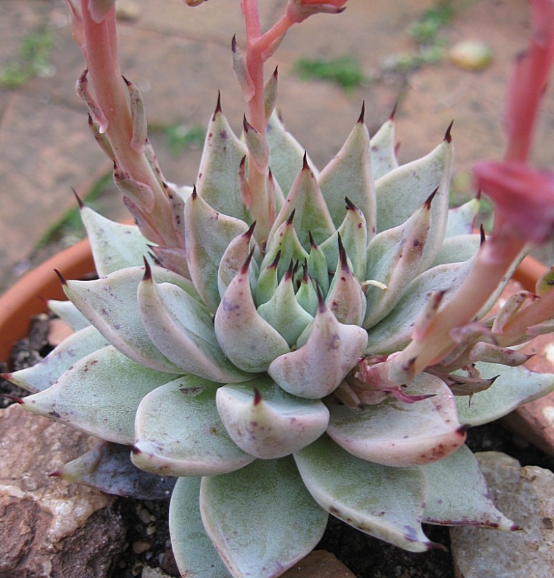 Echeveria cuspidata var. cuspidata