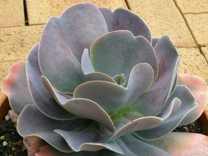 Echeveria' Joy' s Giant'