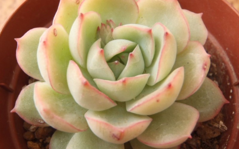 魅惑之月 Echeveria 'Miwakunotsuk'