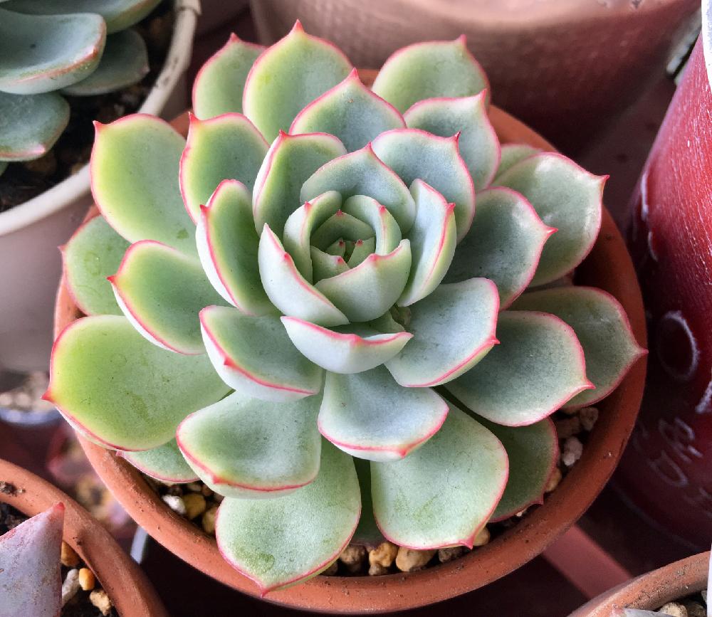 魅惑之月 Echeveria 'Miwakunotsuk'