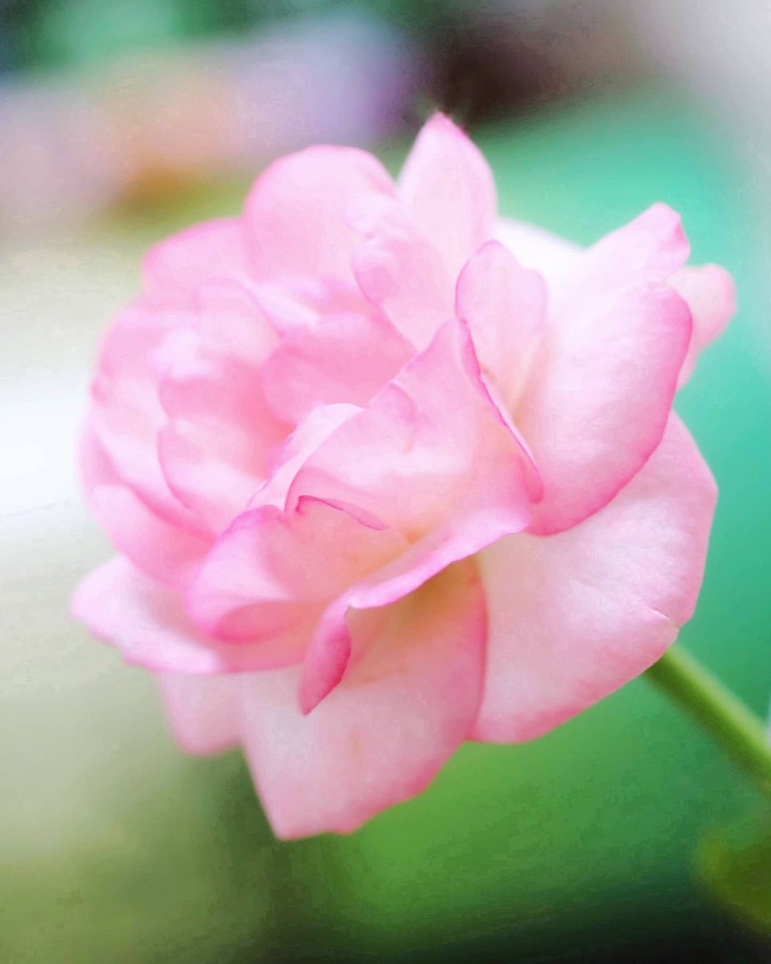 Pink Rosa 龙沙宝石