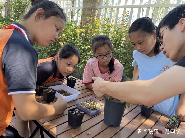 小学生的多肉生态园