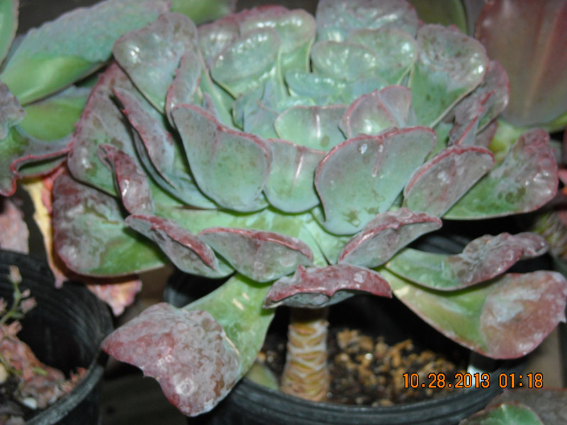 宝塔 Echeveria 'Pagoda'