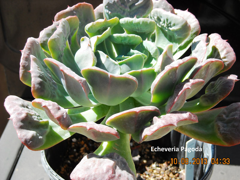 宝塔 Echeveria 'Pagoda'