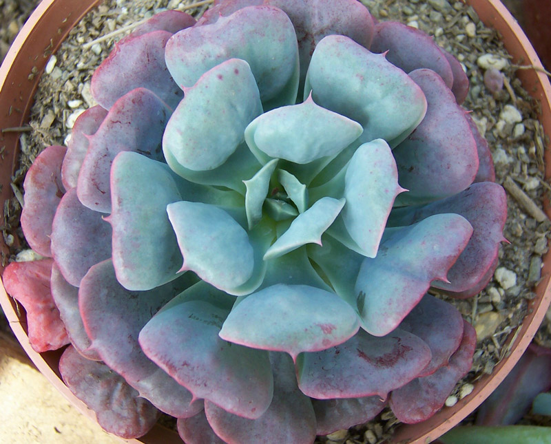 宝塔 Echeveria 'Pagoda'