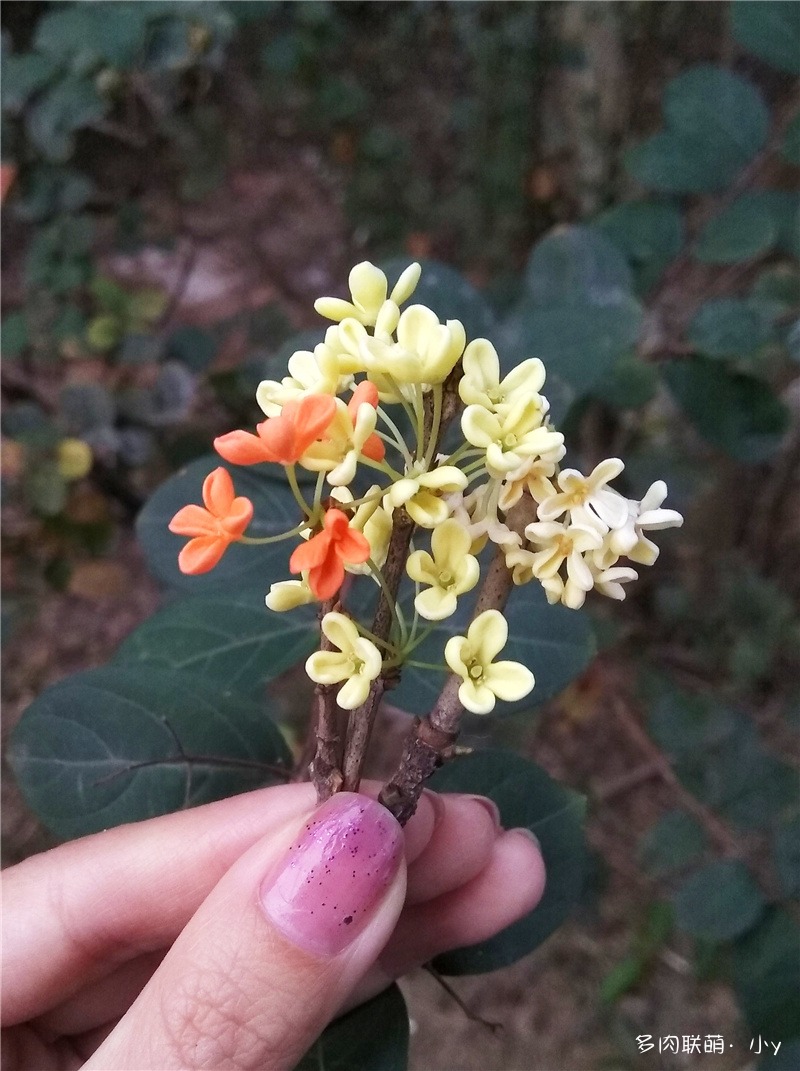 樟花、腊梅、桂花