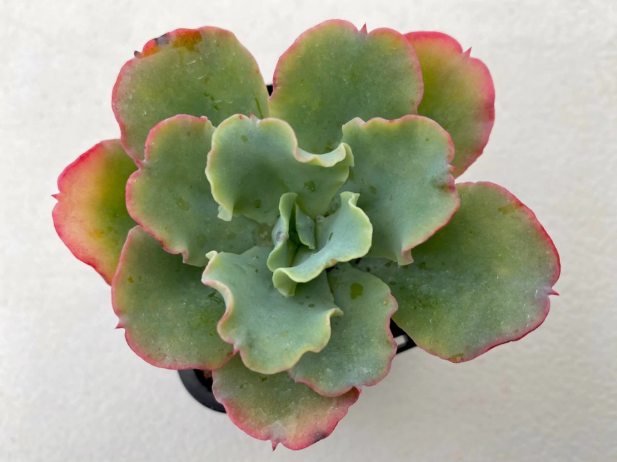 Echeveria 'Blue Butterfly' 蓝蝴蝶