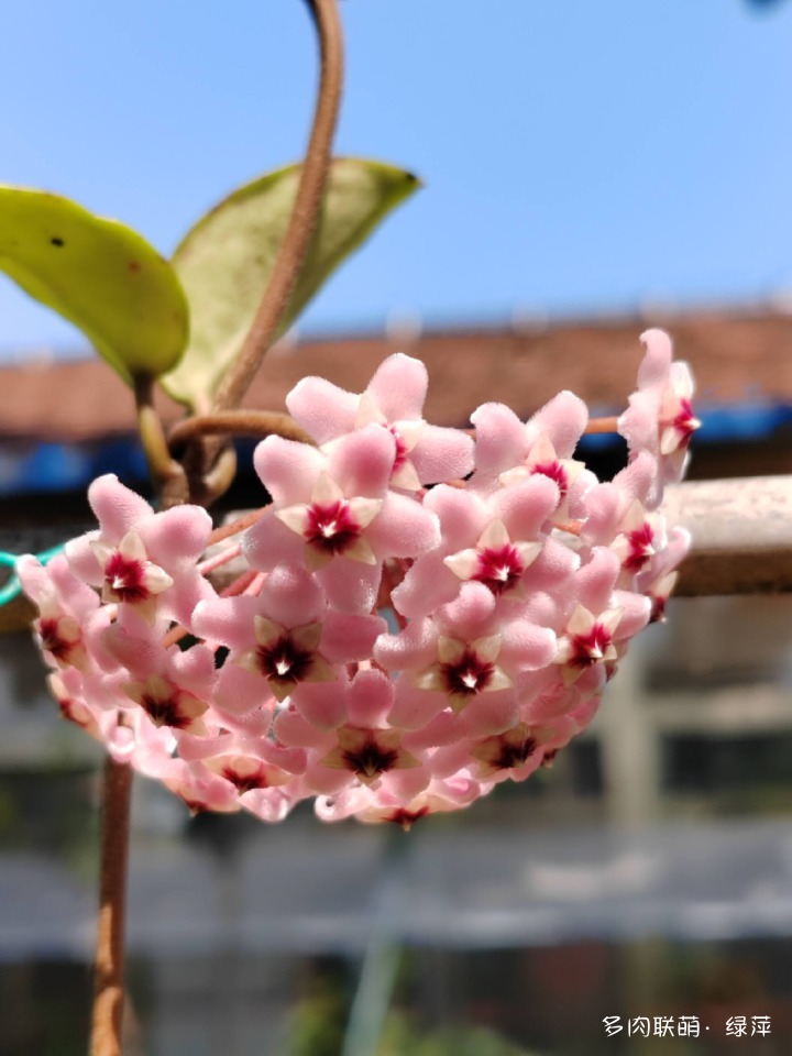 山东多肉小院，秋来了