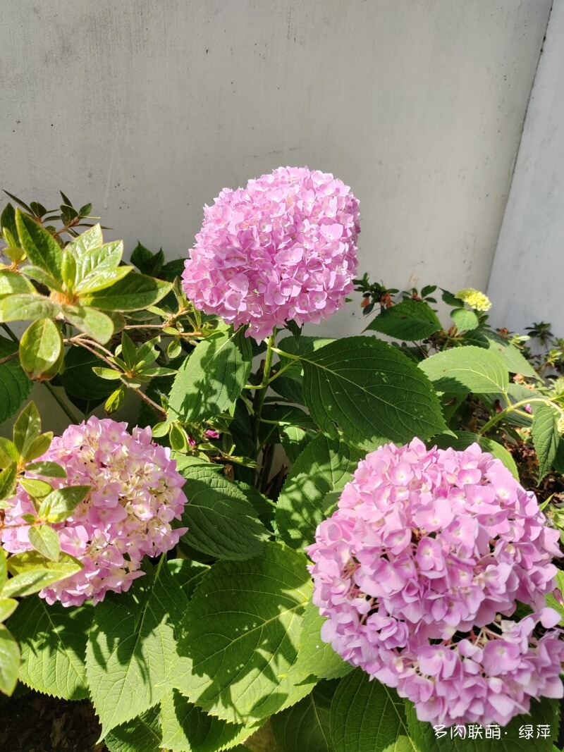 五月各种花儿开，闻花香，赏多肉