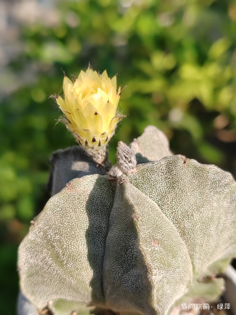 五月各种花儿开，闻花香，赏多肉