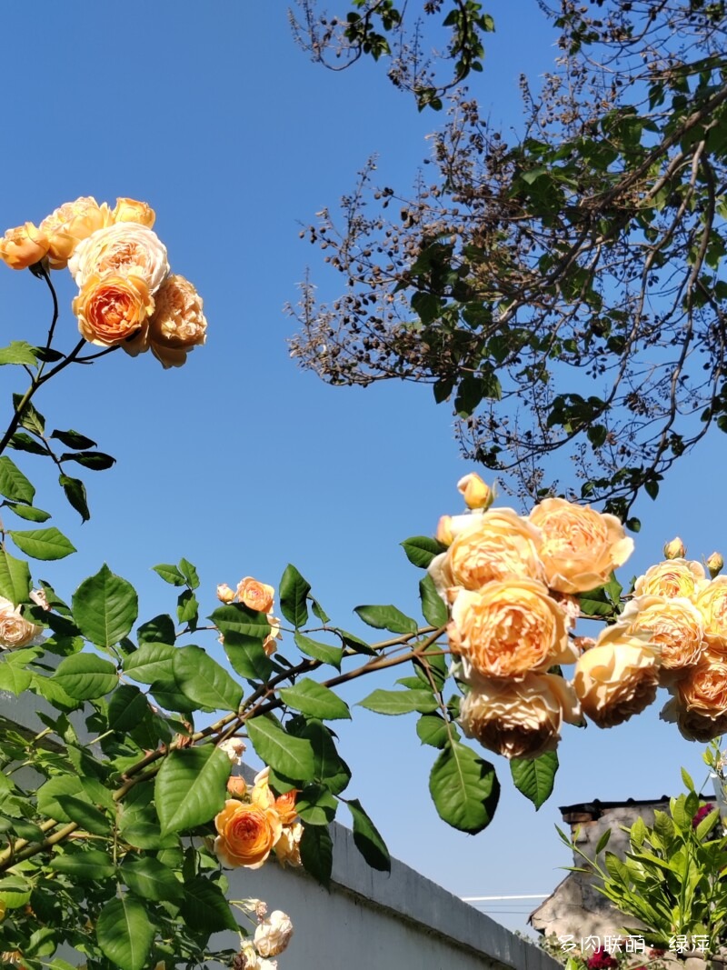 五月各种花儿开，闻花香，赏多肉