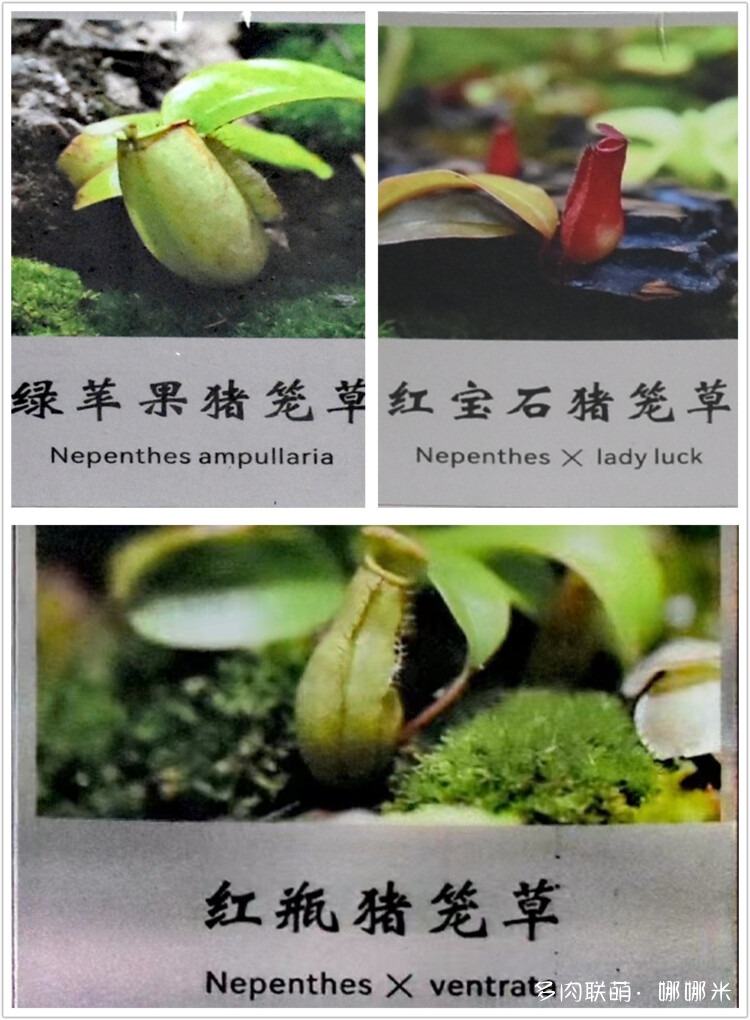 奇妙食虫植物