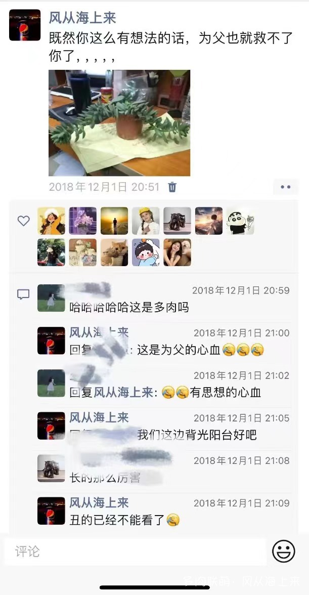 记以前养的多肉