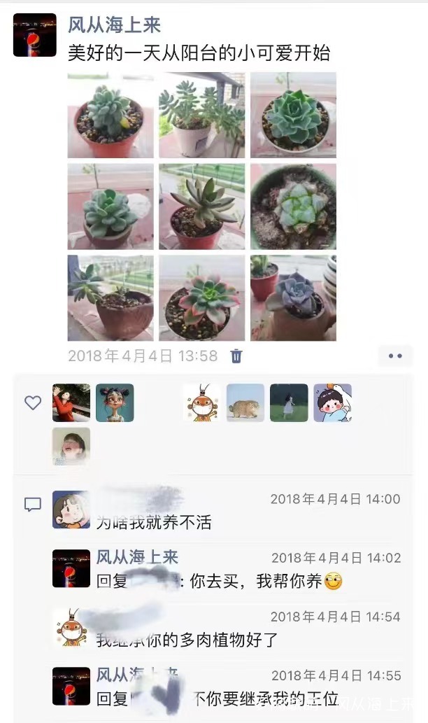 记以前养的多肉