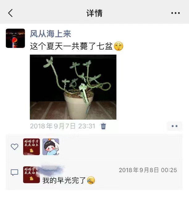 记以前养的多肉