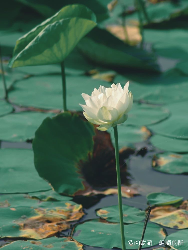 白荷绿叶