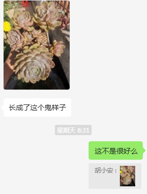 聊多肉