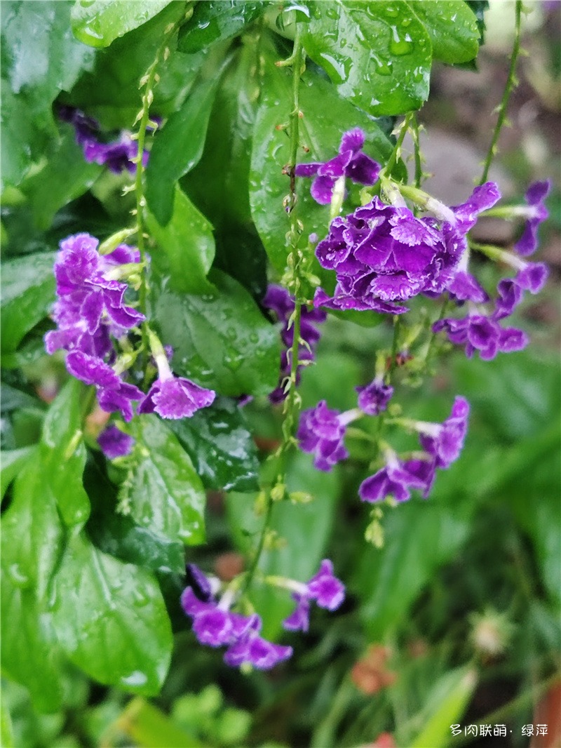 山东七月花事 