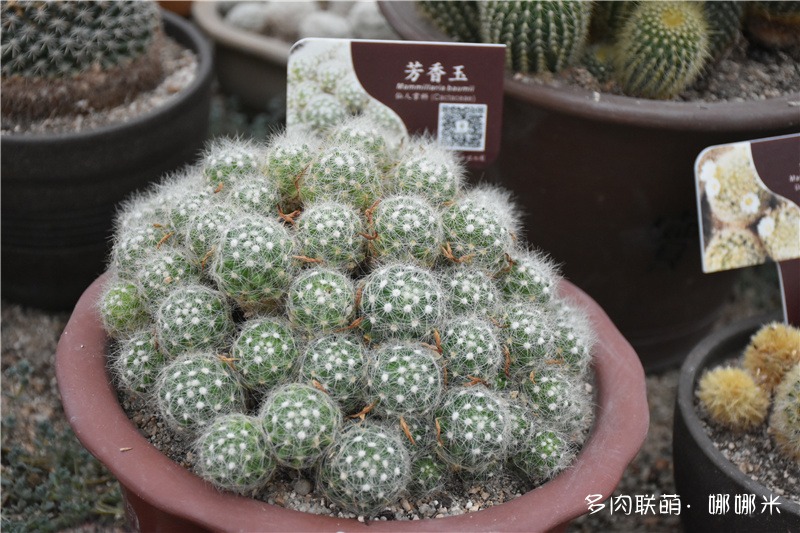 芳香玉也称香花丸或芳香丸