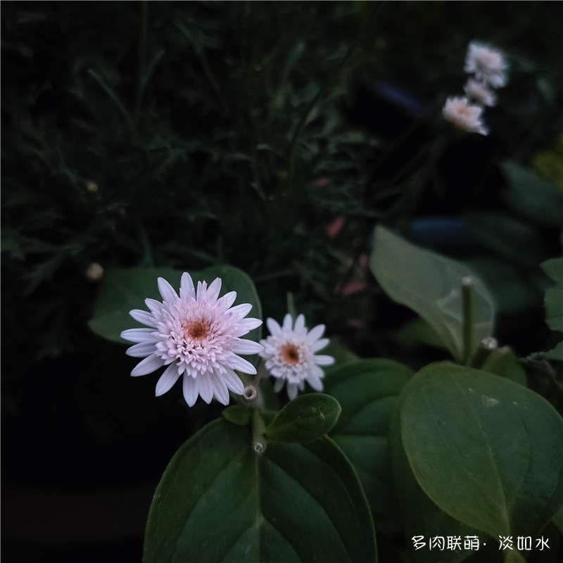 东北七月的花儿