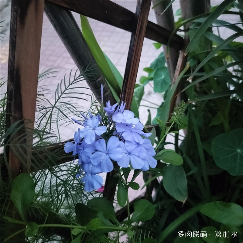 东北七月的花儿