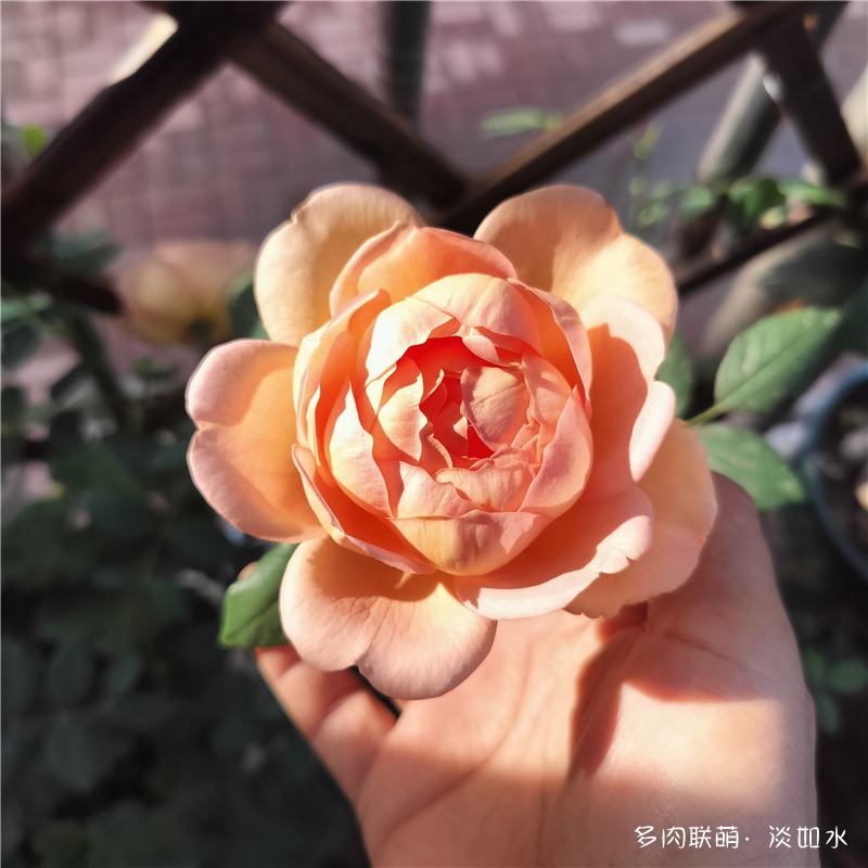 东北七月的花儿