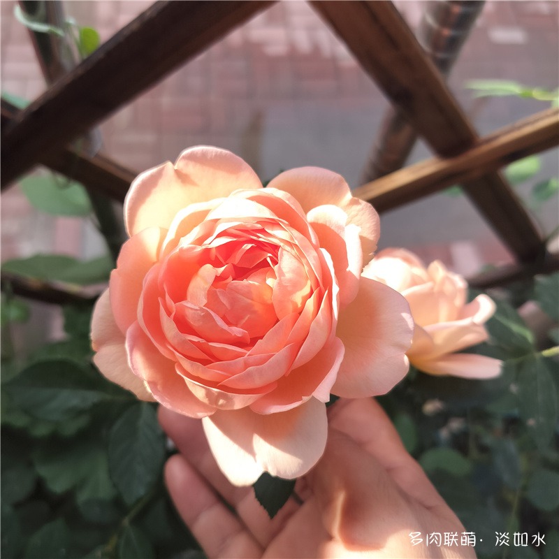 东北七月的花儿