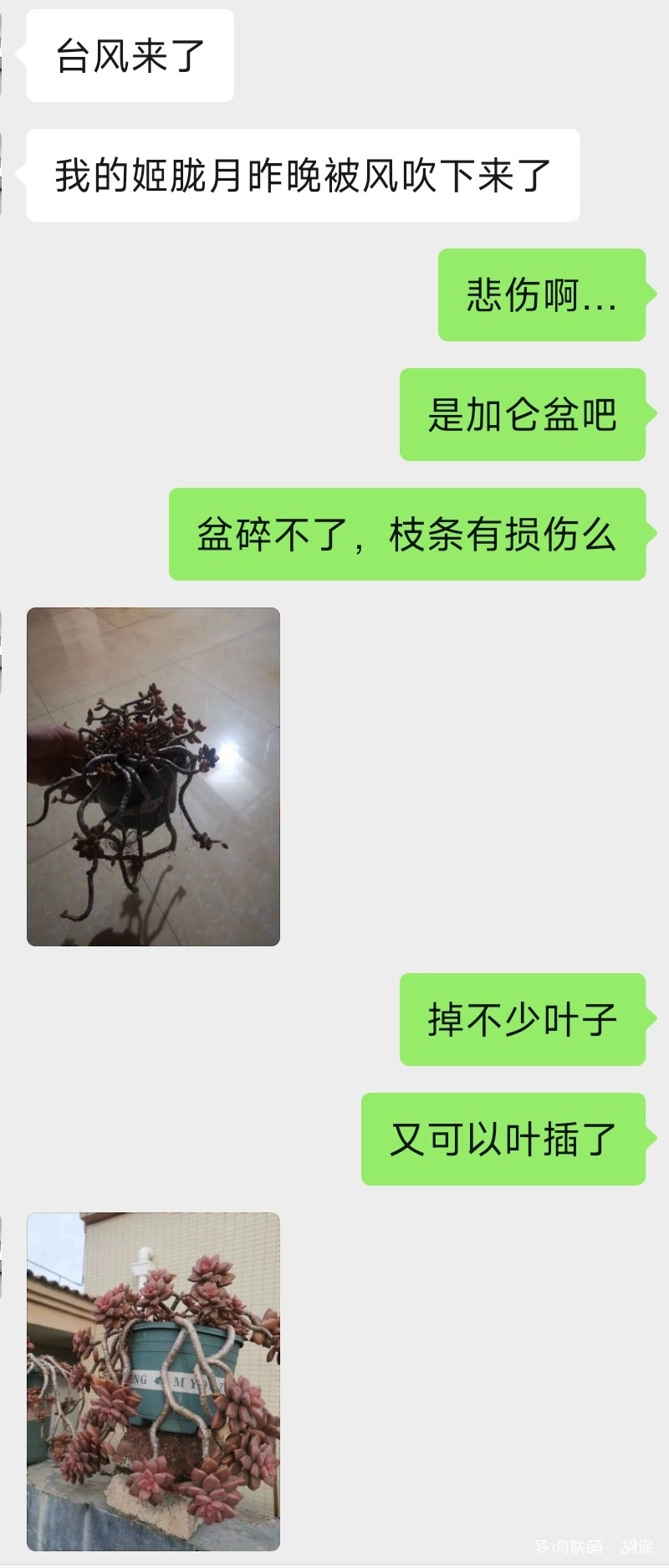 与花友聊多肉